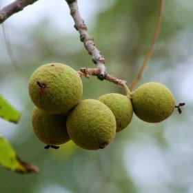 American walnut, black walnut, nigra juglans